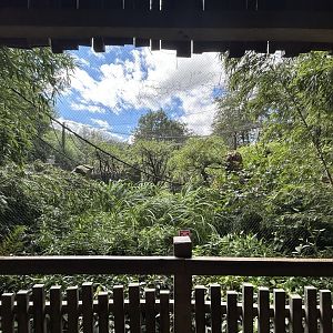 Squirrel Monkey Exhibit #2