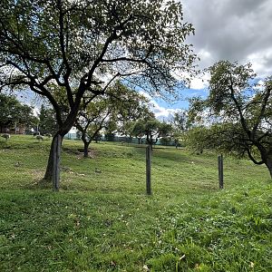 Vicuña & Darwin’s Rhea Exhibit