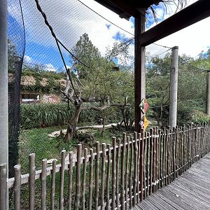 South American Mixed-species Aviary