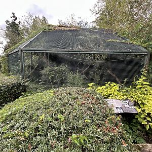 Pied Tamarin Exhibit