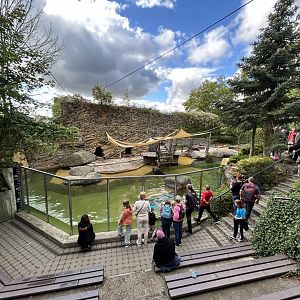 South American Sea Lion Exhibit