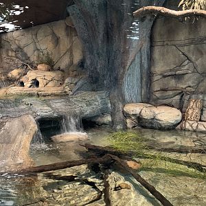 Platypus Exhibit