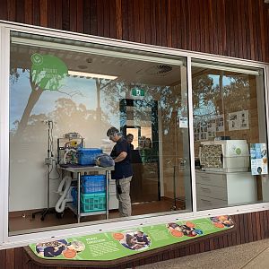 Wildlife Hospital - Wildlife Consultation