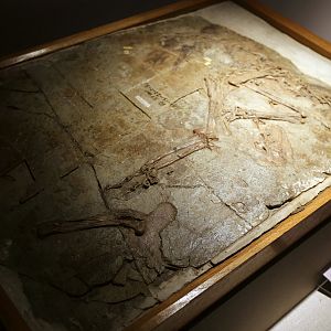 Caudipteryx dongi, Holotype (IVPP V12344)