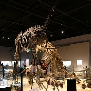 Gigantoraptor erlianensis