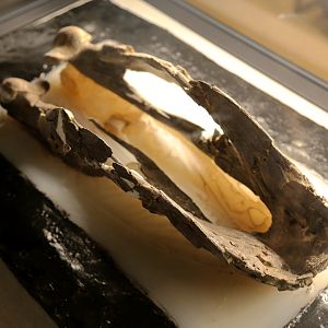 Gigantoraptor erlianensis Mandible, Holotype (LH V0011)