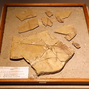 Microraptor zhaoianus, Holotype (IVPP V12330)