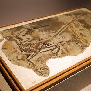 Microraptor gui, Holotype (IVPP V13352)