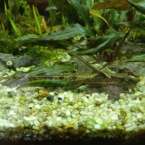 The Breeze BSD City - Whiptail Catfish (Sturisomatichthys aureum)