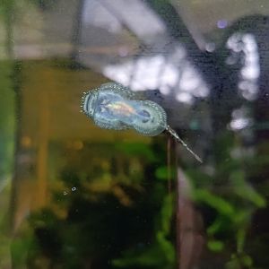 The Breeze BSD City - Unidentified hillstream loach