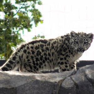 Snow Leopard Cub Bheri