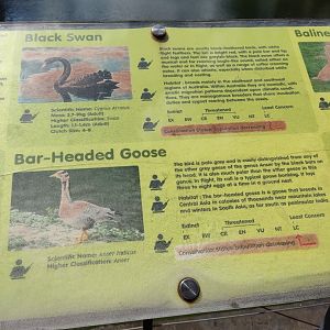 The Breeze BSD City - Waterfowl Signage