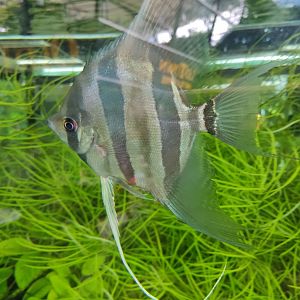 The Breeze BSD City - Altum Angelfish (Pterophyllium altum)