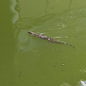 The Breeze BSD City - Asian Water Monitor (Varanus salvator bivittatus)