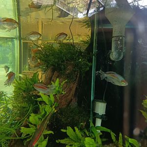 The Breeze BSD City - Congo Tetra (Phenacogrammus interuptus)