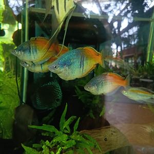 The Breeze BSD City - Boeseman's Rainbowfish (Melanotaenia boesemani)