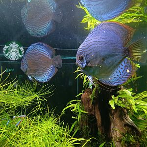 The Breeze BSD City - Blue Discus (Symphysodon aequifasciatus)