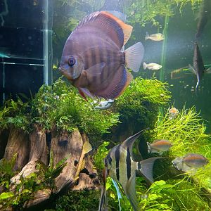 The Breeze BSD City - Heckel Discus (Symphysodon discus)