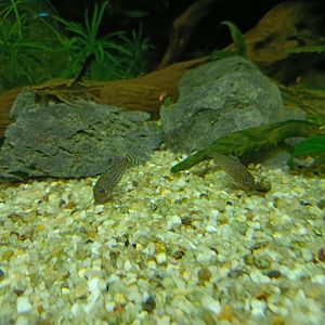 The Breeze BSD City - Three-lined Cory (Hoplisoma trilineatum)