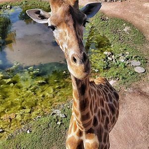 Kordofan giraffe