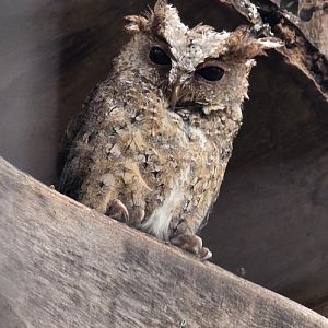 Philippines scops owl