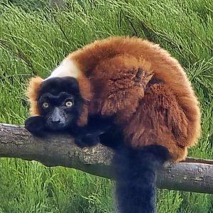 Red ruffed lemur