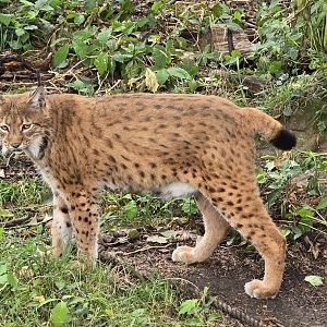 European lynx