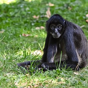 Mexican spider monkey