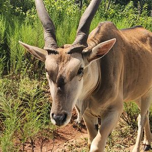 Atlanta Safari Park - Common Eland