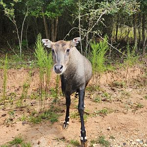 Atlanta Safari Park - Nilgai