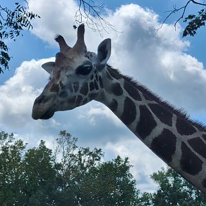 Atlanta Safari Park - Giraffe