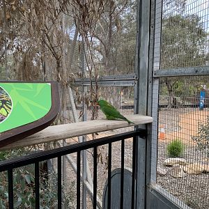 Scaly-breasted Lorikeet