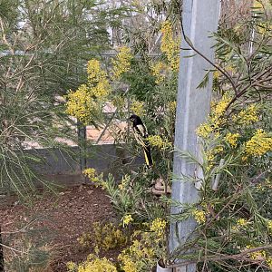 Regent Honeyeater