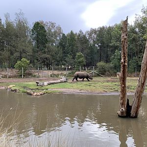 Greater One-horned Rhino