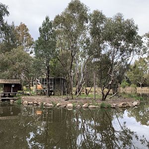 Gibbon Island Closed