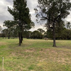 Przewalski’s Horse Paddock