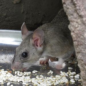 Arizona-Sonora Desert Museum White-throated Woodrat (Neotoma albigula) 09/06/2025