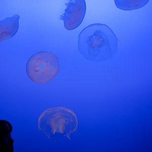 Greater Moon Jellies