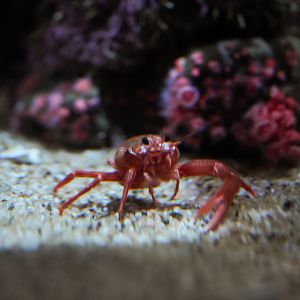 Pelagic Red Crab