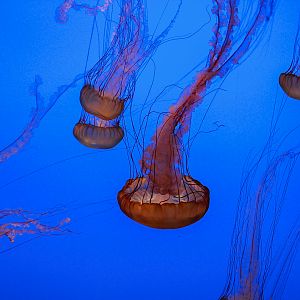 Pacific Sea Nettles
