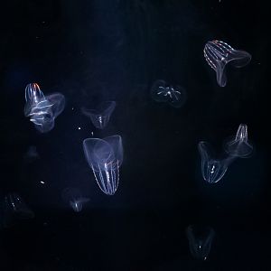 Short-lobed Comb Jellies