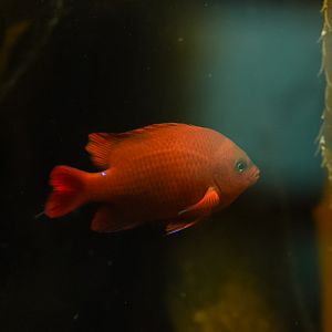 Garibaldi (sub-adult)