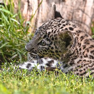Persian leopard cub