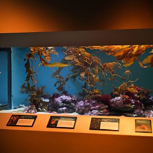 Pelagic Red Crabs exhibit
