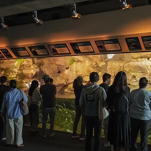 'Seabirds' exhibit