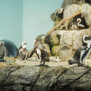 African Penguins