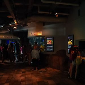 'Giant Pacific Octopus' gallery