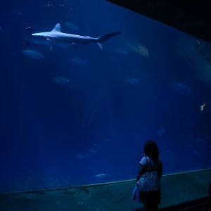'Open Sea' main tank (basement floor viewing)