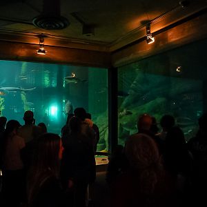 'Monterey Habitats' main tank (main viewing window)