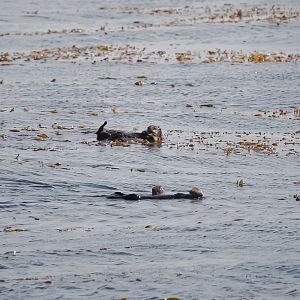 Southern Sea Otters (Monterey Bay)